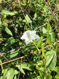 Image result for Ipomoea wightii