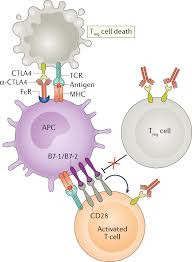 While they continuously prioritize others' safety and security, they never expect people to do the same for them. A Guide To Cancer Immunotherapy From T Cell Basic Science To Clinical Practice Nature Reviews Immunology