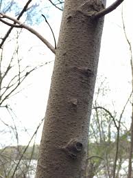 Virginia creeper leaves are deeply textured and have five leaf clusters. Identifying Trees By Their Bark Master Gardeners Of Northern Virginia