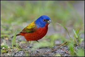 طائر الراية الملونة painted bunting pet birds bunting bird