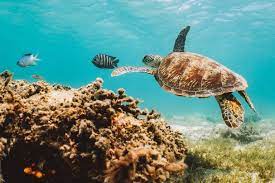 Some of queensland's most remarkable sights require you to leave terra firma. Queensland Places To Visit And Things To Do Tourism Australia