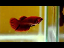 Петушок супер дельта (betta splendens super delta) в большом камне. Sweet Red Super Delta Female Betta Fish Youtube