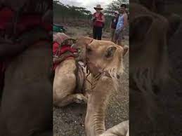 Royalty free sound effects | 71 clips. Camel Sounds Youtube