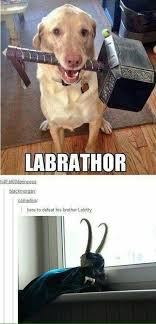 Honestly Their Personalities Do Match Funny Marvel Memes Avengers Funny Marvel Memes