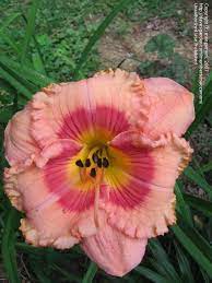 4k00:19small herd of wild mustang horses, alert as they graze in scruffy, arid, mountainous. Plantfiles Pictures Daylily Wild Mustang Hemerocallis By Maozamom
