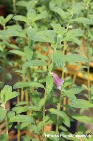 Image result for Sesamum alatum