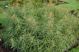 Image result for Scleria laxiflora
