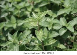 Image result for Pouzolzia