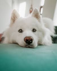 15 small white dogs bichon frise (istock) the definition of a little fluffball, bichon frise dogs are tiny, precious, and hypoallergenic! Begging Dog With Puppy Eyes Puppy Eyes Puppy Dog Eyes White Fluffy Dog