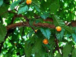 A gabiroba tem propriedades adstringente. La Guavira Una Baya Silvestre Fue Reconocida Como Fruta Argentina Via Posadas