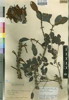 Image result for Phragmanthera polycrypta