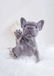 Maybe you would like to learn more about one of these? Teacup French Bulldog Colorado L2sanpiero