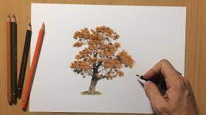The purpose of this lesson is to train your brain how to see lines flowing together to create an image from angel of death medium: Autumn Tree Colored Pencil Drawing Youtube