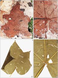 Image result for Pterygota mildbraedii