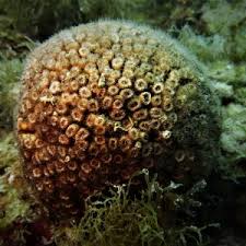 Image result for Loxodera caespitosa