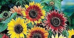 Gambar Bunga Matahari Dan Warnanya Win S Blog Jenis Jenis Bunga Matahari Daftar Nama Bunga Lengkap Beserta Gambar Dan Penjelasannya Gambar Ala In 2020 Plants Garden