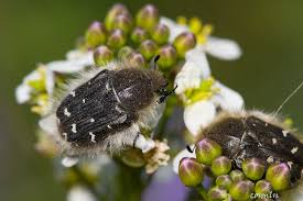 Image result for Tropinota hirta