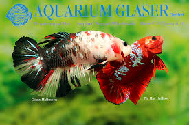 Individual betta (fighting fish) lots will be posted in this section for purchase to enable quick & easy selection of your dream fish. Betta Splendens Pla Kat Hellboy And Giant Halfmoon Aquarium Glaser Gmbh
