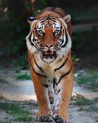 Accurate content you can trust, spreading knowledge on the animal kingdom, and giving back. Indochinese Tiger Panthera Tigris Corbetti Dinoanimals Com