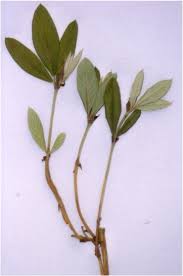 Image result for Hippocratea longipetiolata