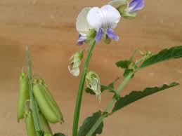 Image result for Crotalaria verrucosa