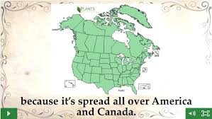 What you need to know about the lostbook of remedies. The Lost Book Of Herbal Remedies Review Is It Worth A Try