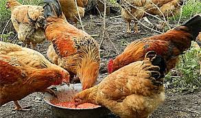 Berapa kali bab yang normal dalam sehari? Cara Memberi Makan Ayam Di Rumah Cara Memberi Makan Dengan Betul Dan Berapa Kali Sehari Untuk Memberi Makan Supaya Ayam Ayam Itu Cepat Cepat Petua Berguna Penternakan Ayam