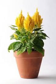Image result for Celosia elegantissima