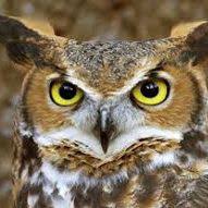 Today i'm going to share 7 steps to follow if you want to find owls in your local environment. Characteristics And Behavior Of Owls Carolina Com