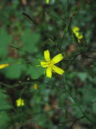 Image result for Lactuca ugandensis