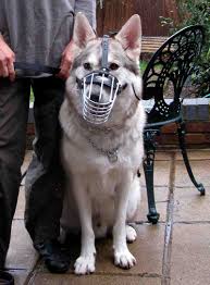 Order Adjustable Wire Cage Dog Muzzle Training Walking Muzzles