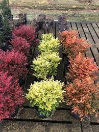 New Nandina Verities I Saw Today Unreleased To The Public They Dont Even Have A Variety Name Yet The Get This Color In Mid Nov Plants Horticulture Lawn Care