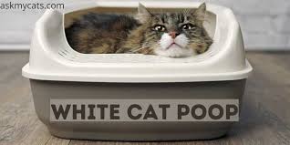 White Cat Poop Why Is My Cat S Poop White