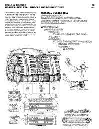 Cars are a fascinating topic for children of all ages. The Anatomy Coloring Book 4th Edition Wynn Kapit Lawrence M Elson 9780321832016 Christianbook Com