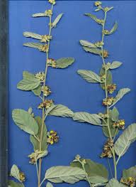 Image result for Waltheria indica