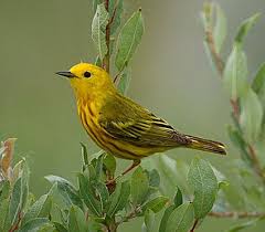 Black Bird With Red And Yellow Chest American Goldfinch Beautiful Birds Birds Goldfinch