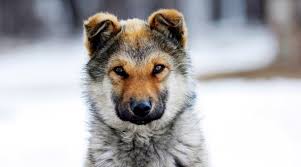 Do you prefer friendly puppy names, or maybe you want an elegant moniker that sounds classy and timeless? 300 Wolf Names For Dogs Male Female Names For Your Puppy