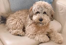 We did not find results for: 20 Of The Most Popular Lhasa Apso Mixes K9 Web
