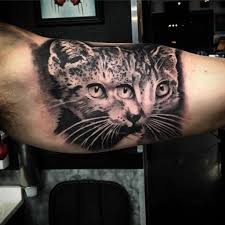 Butterfly sleeve tattoo flower tattoo back cat portrait tattoos watercolor cat tattoo cheshire cat tattoo celtic animals cover tattoo tattoo art cherry tattoos. Mat 3 Eyed Cat Black And Grey Cat 3 Eyes