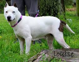 Big cat rescue corp., also known as bcr and previously known as wildlife on easy street, inc., operates an animal sanctuary in hillsborough county, florida, united states. Adopt Louise On Petfinder Bull Terrier Mix Terrier Mix Pitbull Terrier