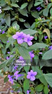 Image result for Barleria cristata