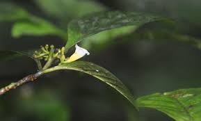 Image result for Mostuea brunonis