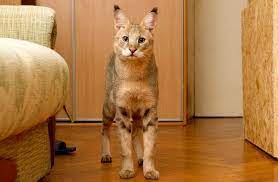 Maybe you would like to learn more about one of these? Kamyshovyj Kot Foto Opisanie Dikih I Domashnih Kotov