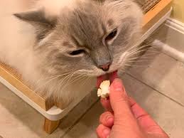 If cats eat popcorn, it can present a worrying situation for cat owners, but before you rush to the vet, it is important to understand the basics. Can Cats Eat Popcorn Is Popcorn Safe For Cats To Eat Floppycats