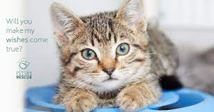 Hours may change under current circumstances Safe Wish List Seattle Area Feline Rescue