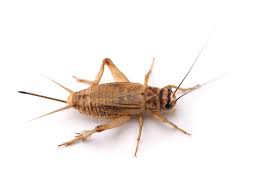 That's okay, but you need to add ventilation. How Do Crickets Get Into Your House The Bug Master Pest Control And Disinfecting