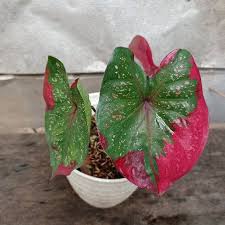 Maybe you would like to learn more about one of these? Caladium Baret Keladi Patah Hati Shopee Indonesia