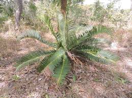 Image result for Encephalartos schmitzii