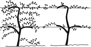 Image result for grape pruning