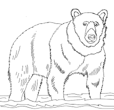 American black bear family coloring page from american black bears category. Bear Coloring Pages Nature Coloring Pages